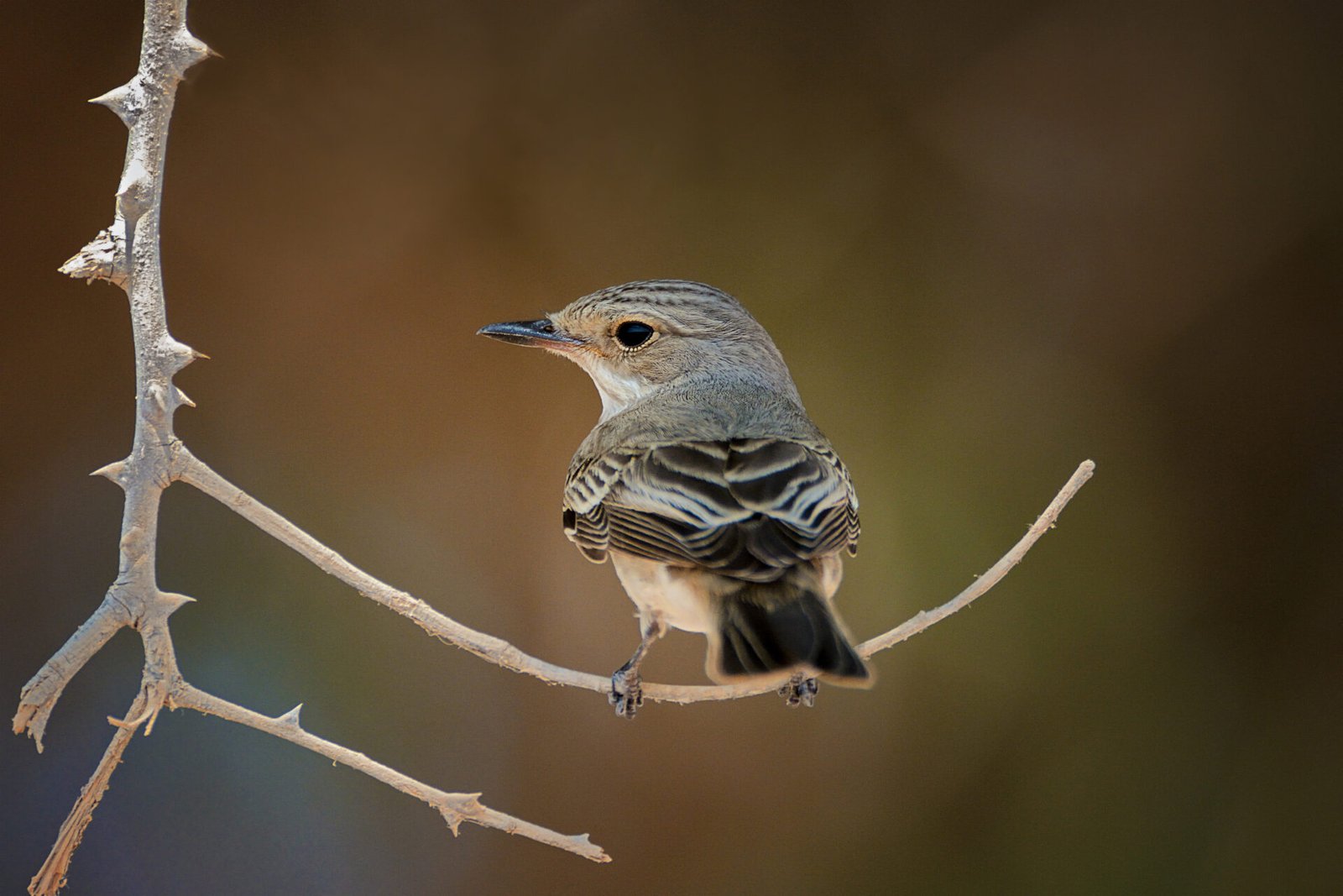 Spotted Flycatcher in Jaalan