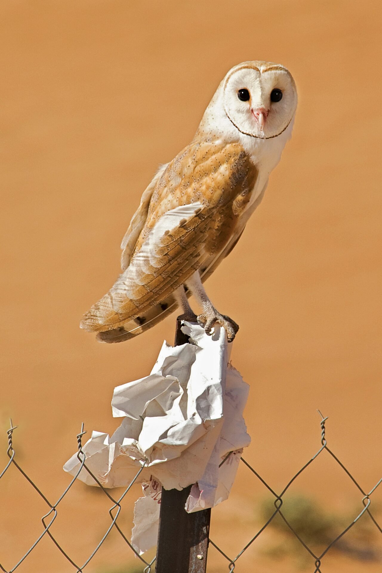 Western Barn Owl in Sharqiya Sands